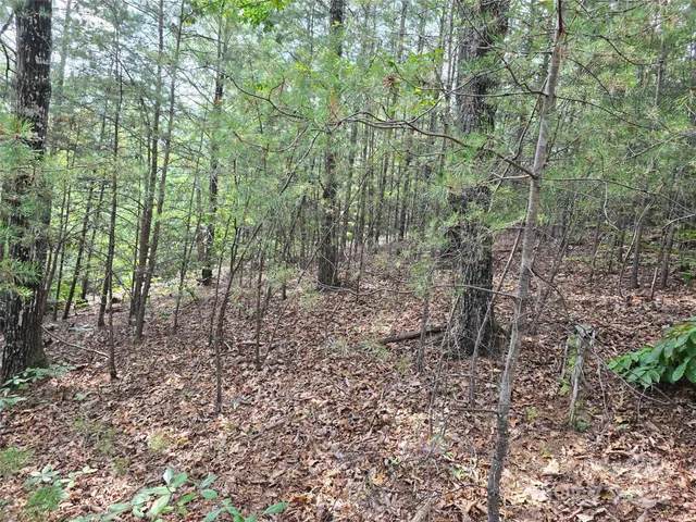 a view of a yard with trees