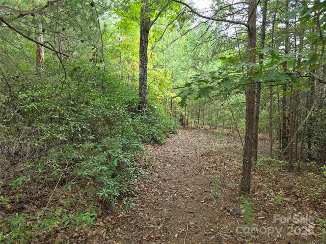 a view of a forest that has large trees