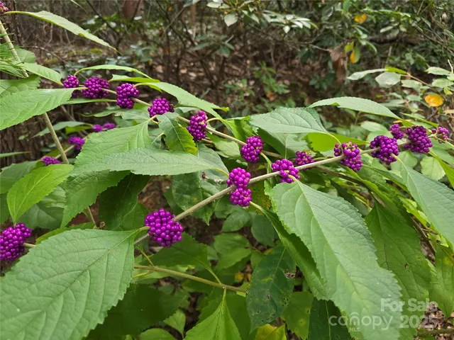 a view of a flower in a garden