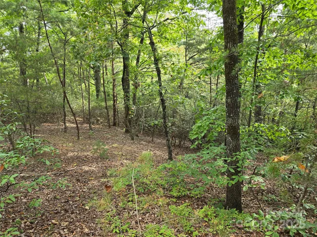 a view of a forest with trees in the background