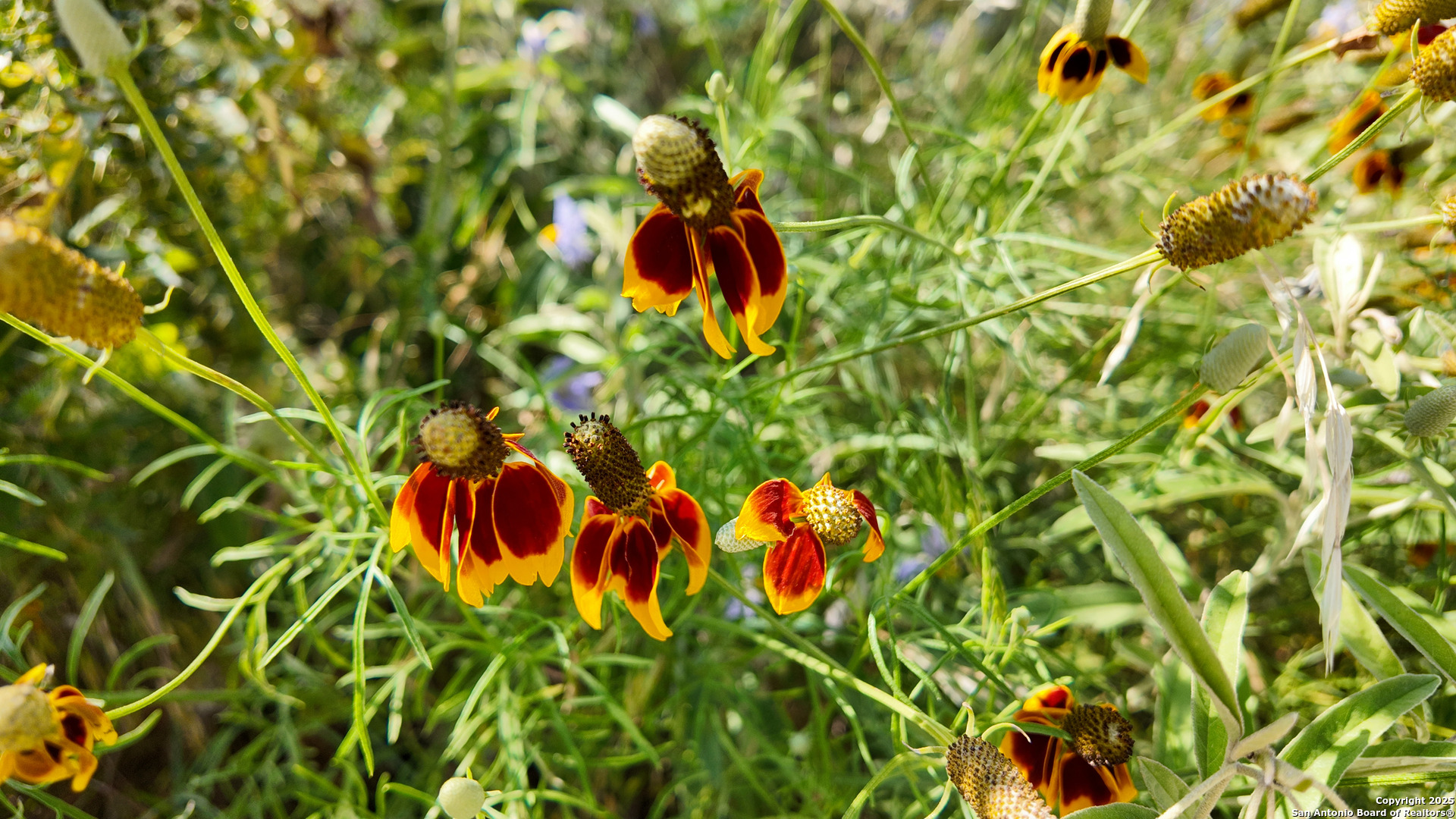 857 Dallas Josie Road Harper, TX 78631 - Photo 20 of 25 a picture of a tree
