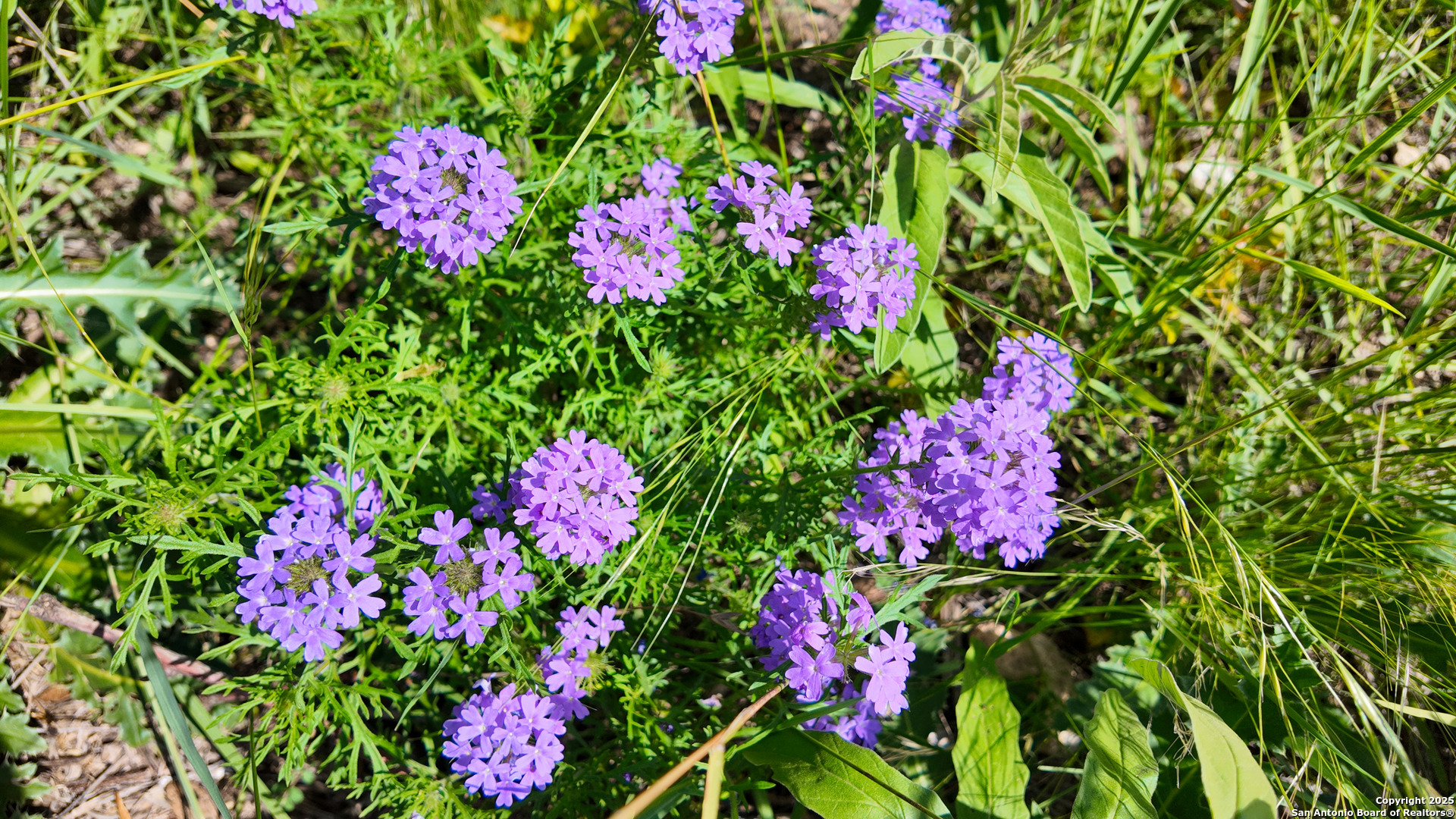 857 Dallas Josie Road Harper, TX 78631 - Photo 21 of 25 a view of a flower