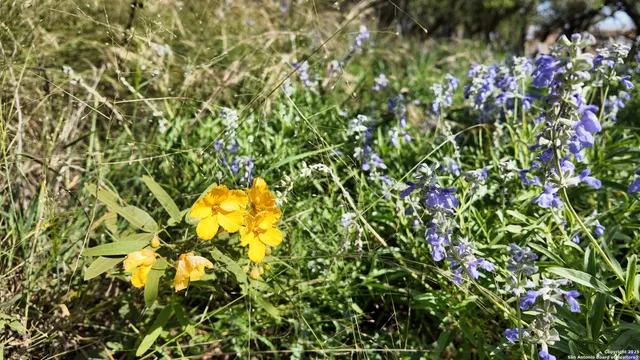 a view of flowers in bunch
