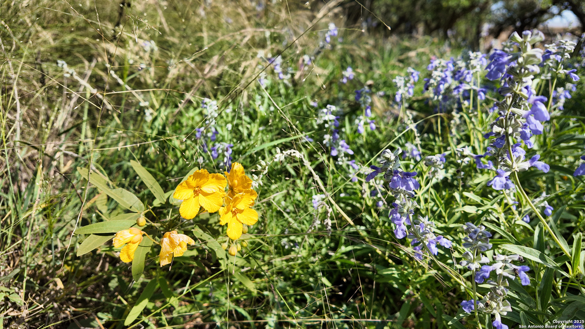 857 Dallas Josie Road Harper, TX 78631 - Photo 22 of 25