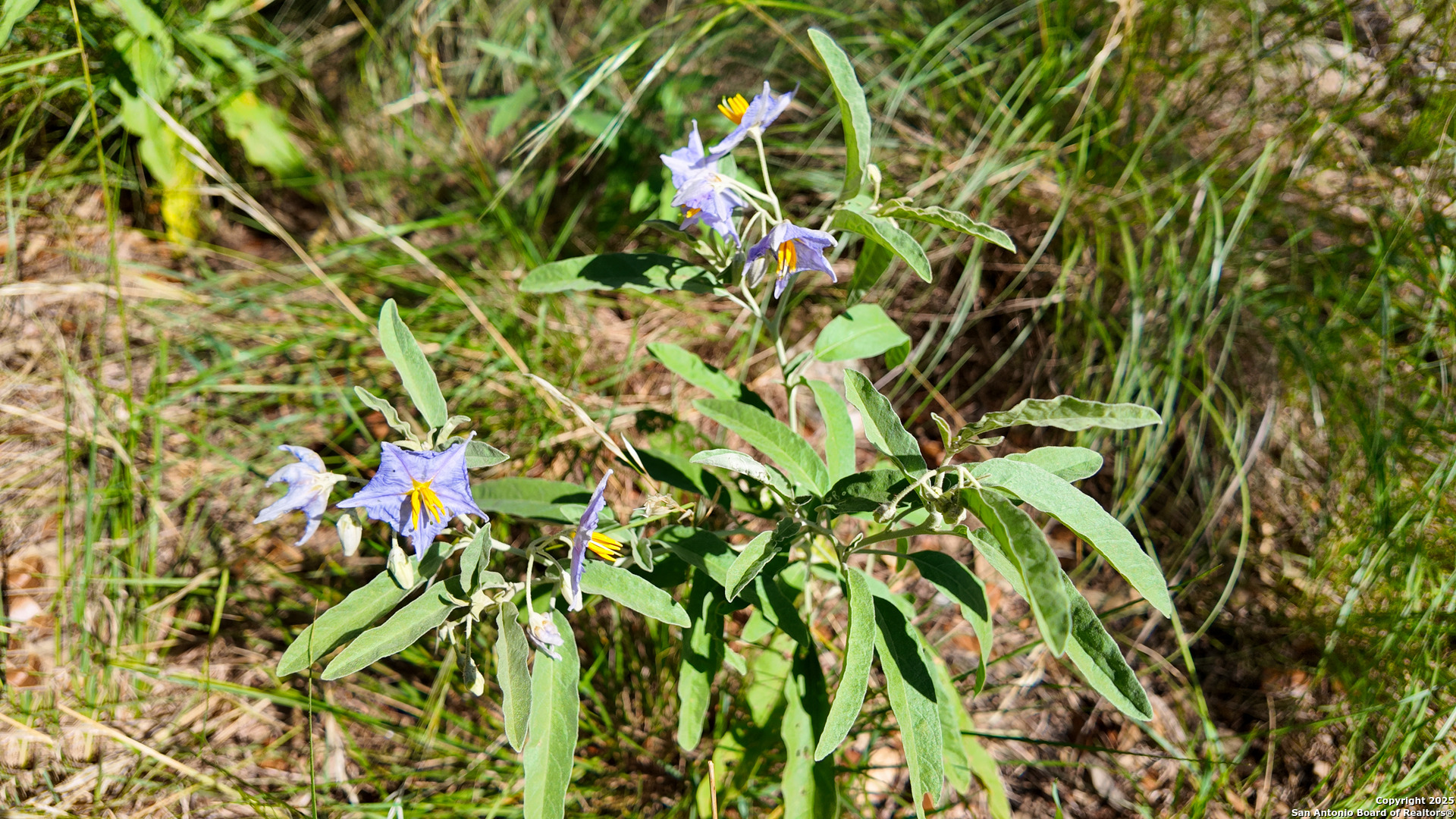 857 Dallas Josie Road Harper, TX 78631 - Photo 23 of 25 a view of flowers in bunch