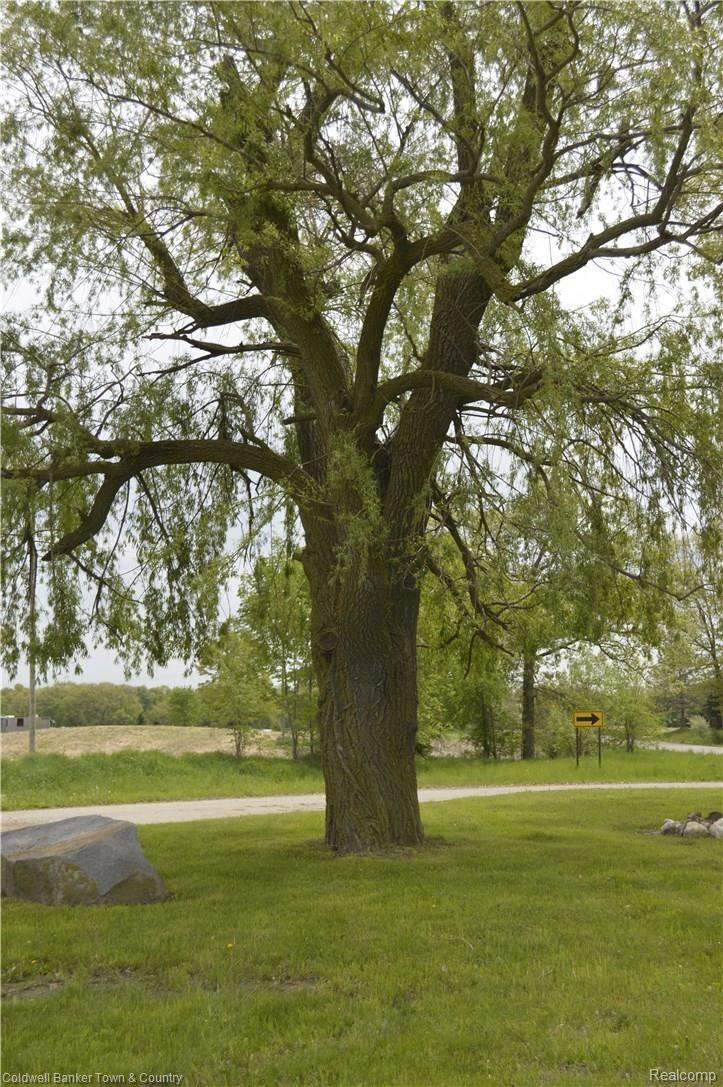 4439 Swan Road Stockbridge, MI 49285 - Photo 25 of 26 Mature Willow Tree!