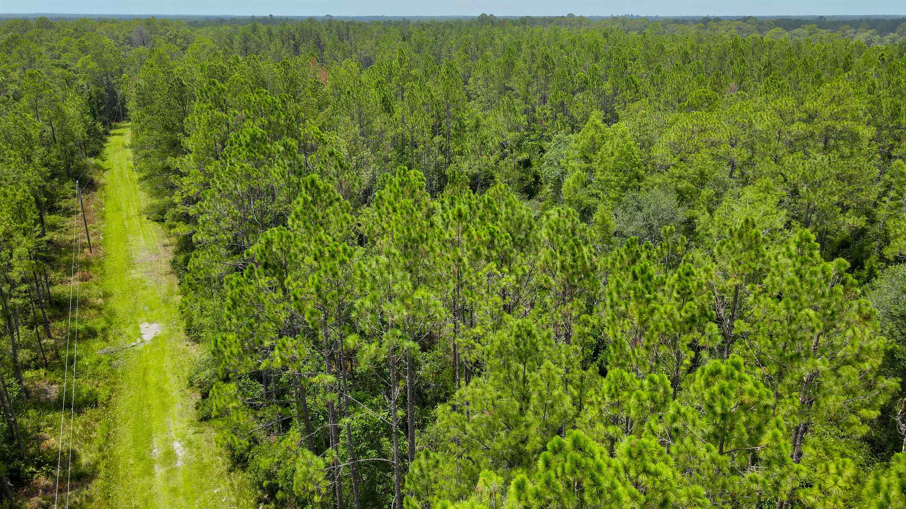 Lot 115 Southwest Lot Road Greenville, FL 32331 - Photo 4 of 12