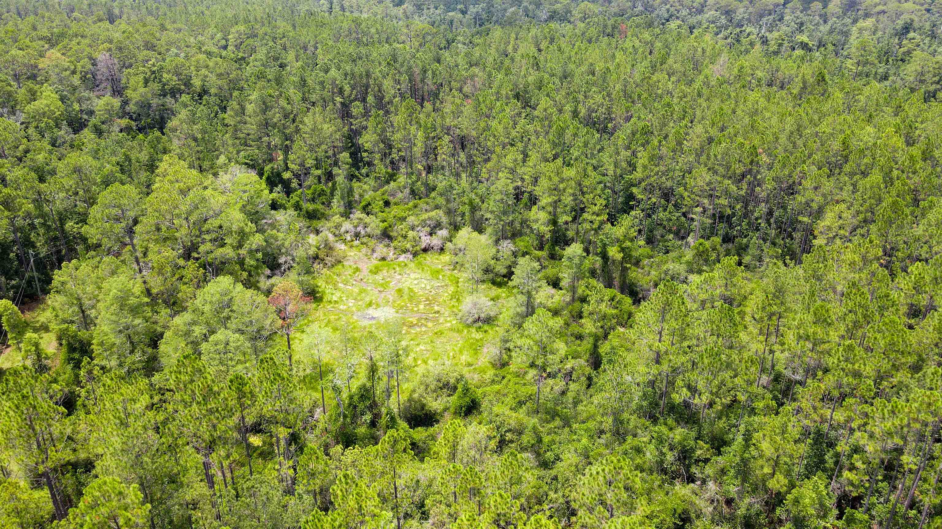 Lot 115 Southwest Lot Road Greenville, FL 32331 - Photo 6 of 12