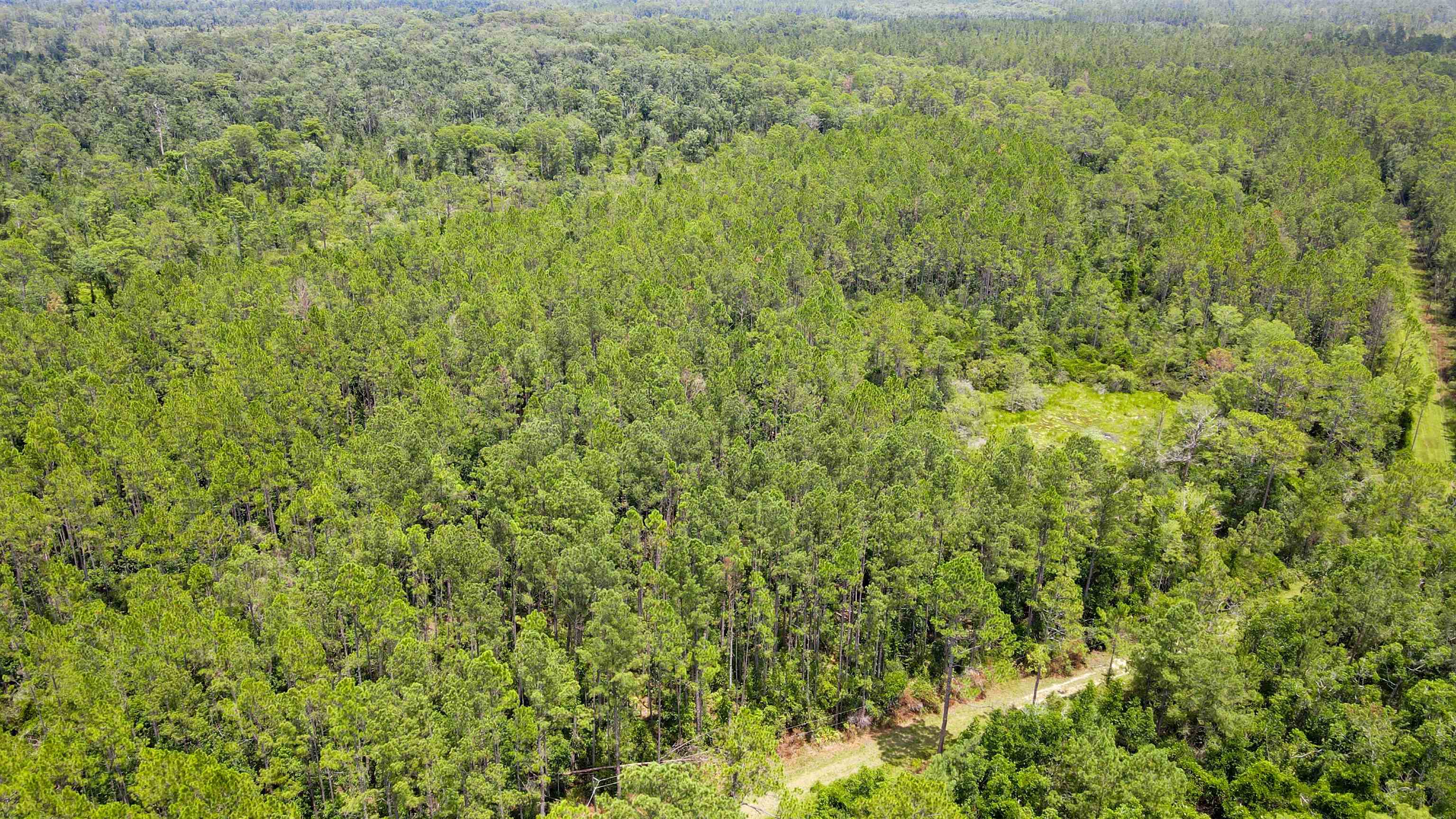 Lot 115 Southwest Lot Road Greenville, FL 32331 - Photo 8 of 12