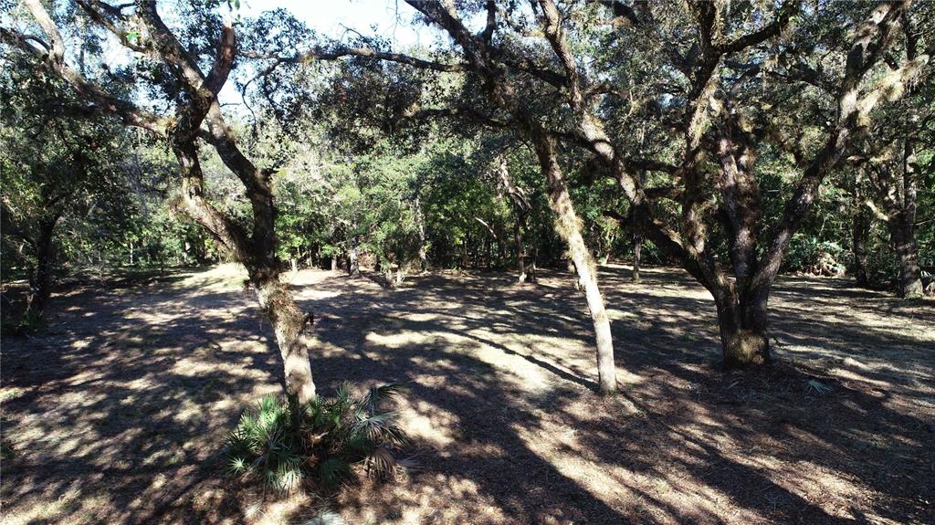 13 South County Road Orlando, FL 32833 - Photo 5 of 12 a view of tree