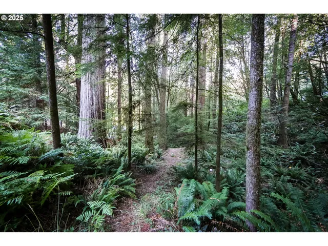 a view of a forest with trees