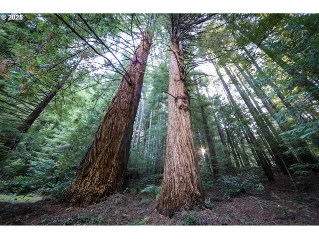 a view of a yard with plants and a bench