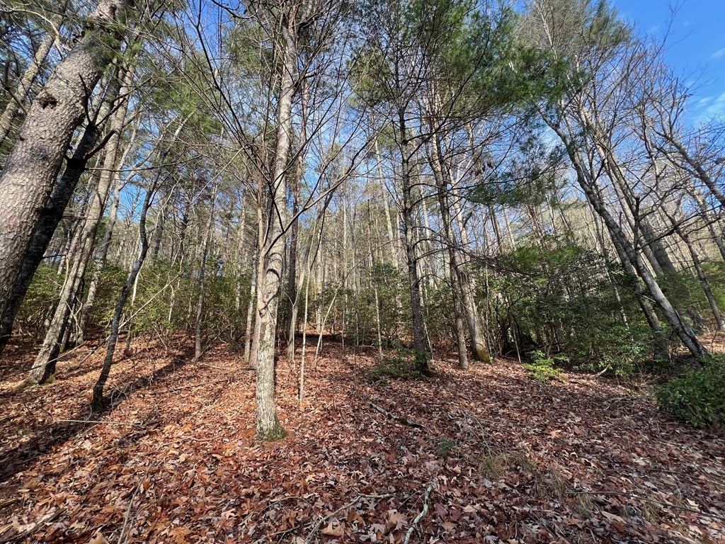 7.72-ac Stanley Creek Road Cherry Log, GA 30522 - Photo 13 of 20