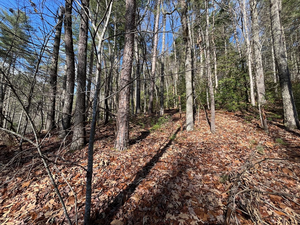 7.72-ac Stanley Creek Road Cherry Log, GA 30522 - Photo 16 of 20
