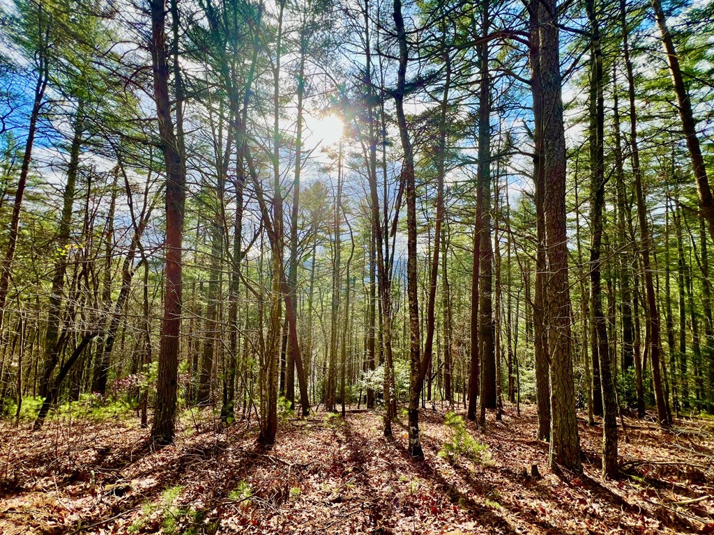 7.72-ac Stanley Creek Road Cherry Log, GA 30522 - Photo 2 of 20