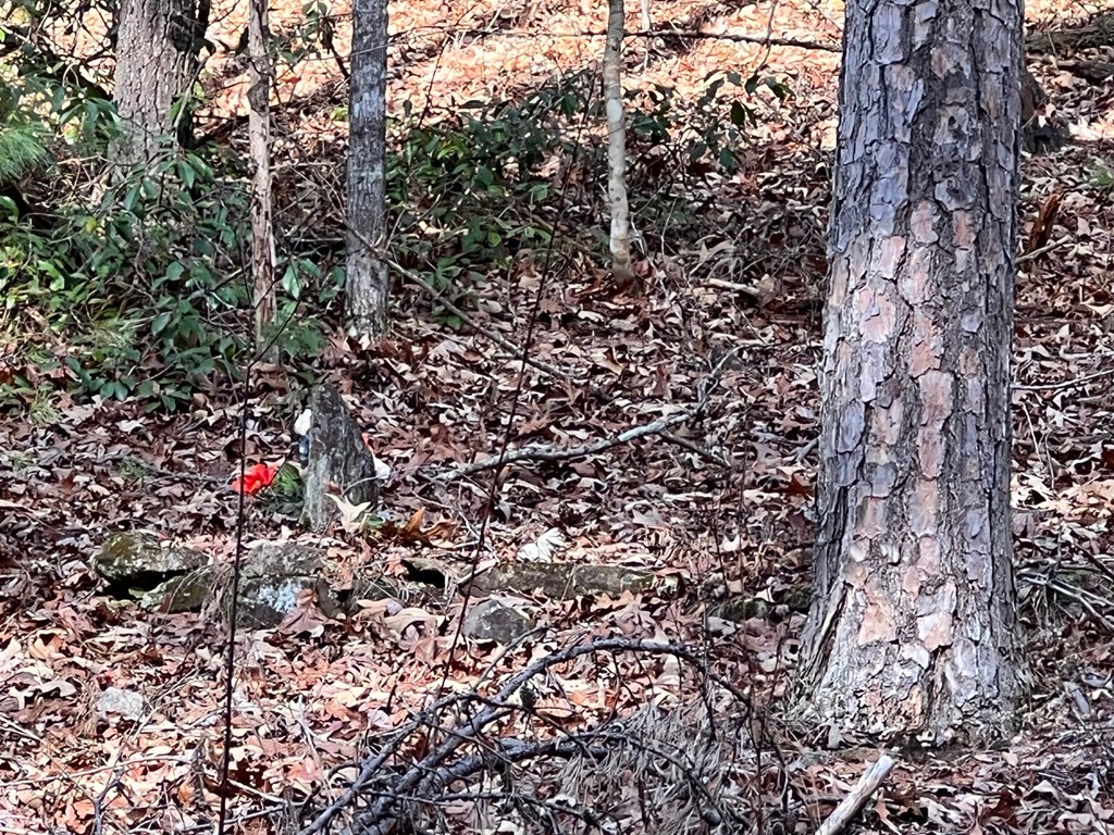 7.72-ac Stanley Creek Road Cherry Log, GA 30522 - Photo 8 of 20