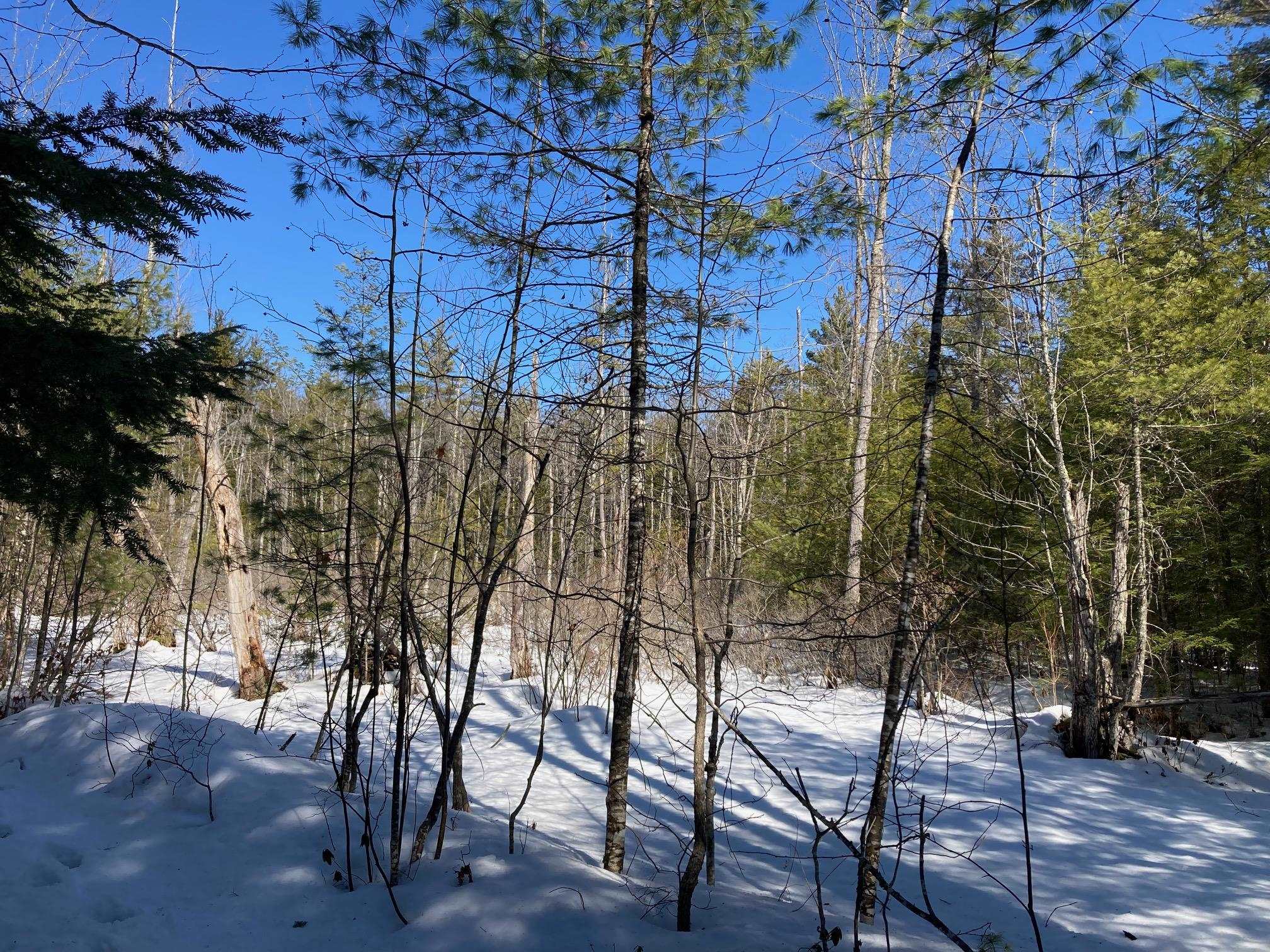 0 Henderson Road, Unit MAP 272/LOT 42 Center Conway, NH 03813 - Photo 5 of 11