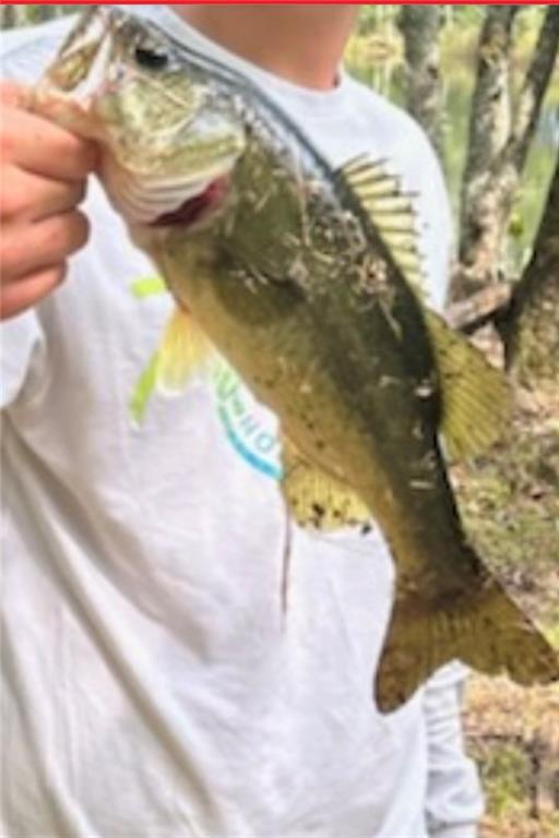 800 Rocky Fork Road Westminster, SC 29693 - Photo 18 of 19