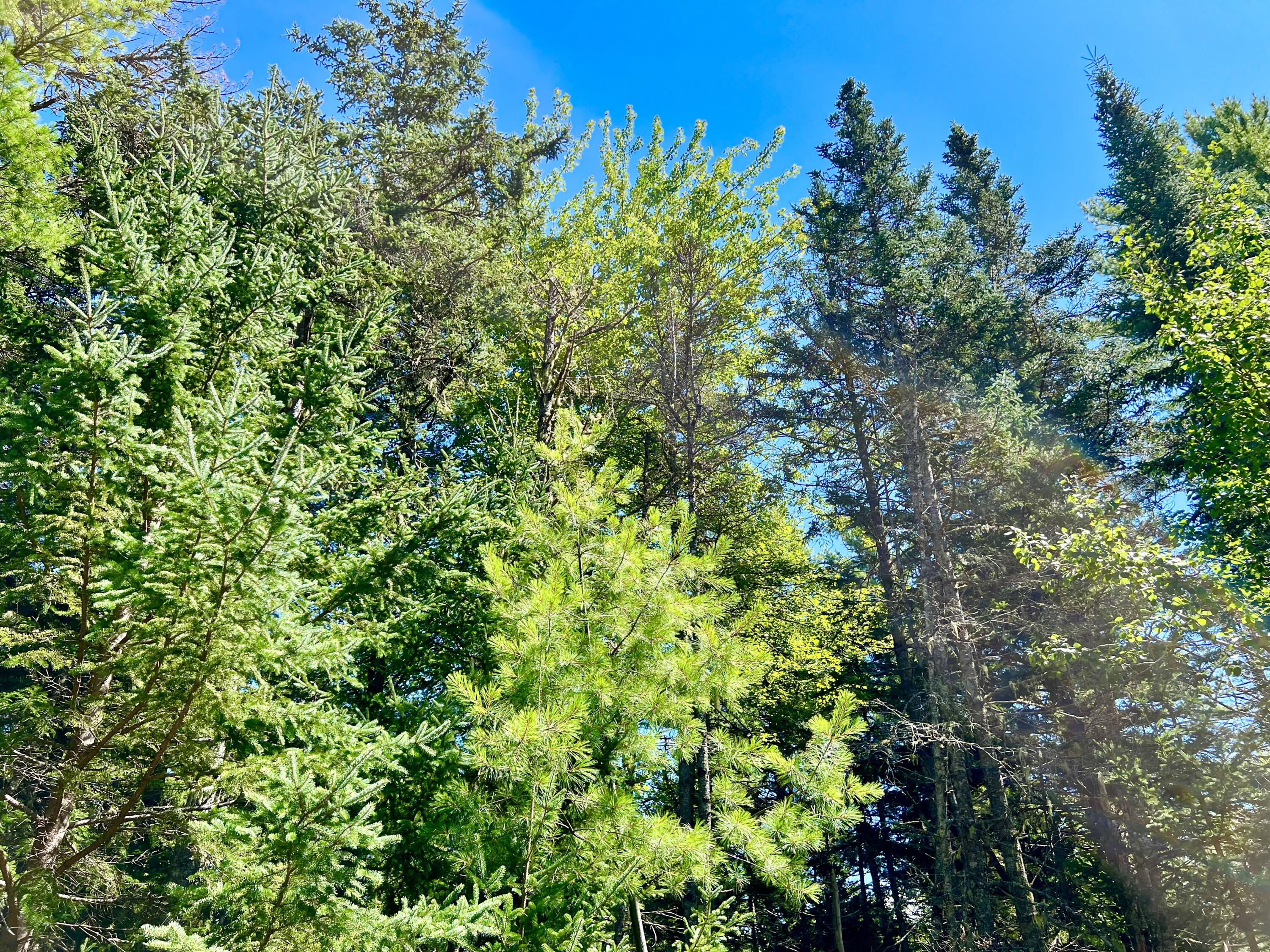 188 Parker Farm Road Mount Desert, ME 04660 - Photo 4 of 12 Parker Farm Road