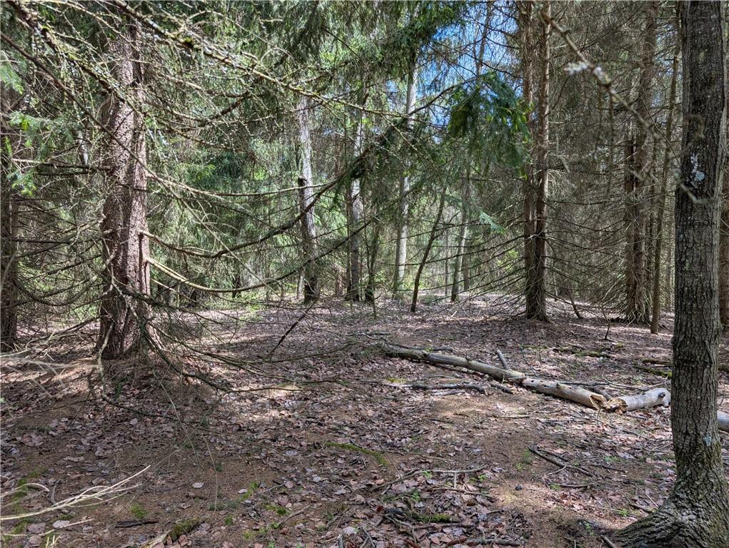 435 Daubenspeck Road Parker, PA 16049 - Photo 5 of 8 a view of a forest with trees