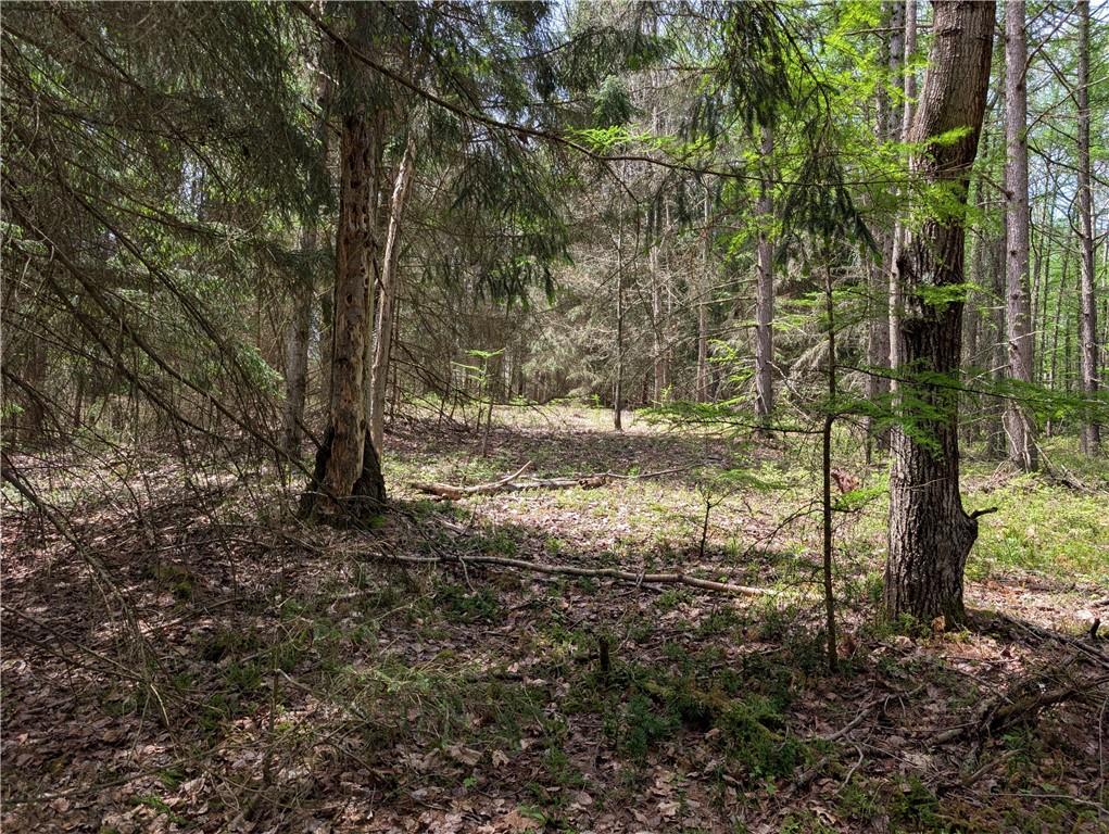 435 Daubenspeck Road Parker, PA 16049 - Photo 7 of 8 a view of a yard with plants and trees