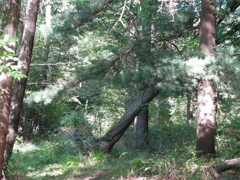 238 West County Line Road Sand Lake, MI 49343 - Photo 21 of 24 Additional Photo