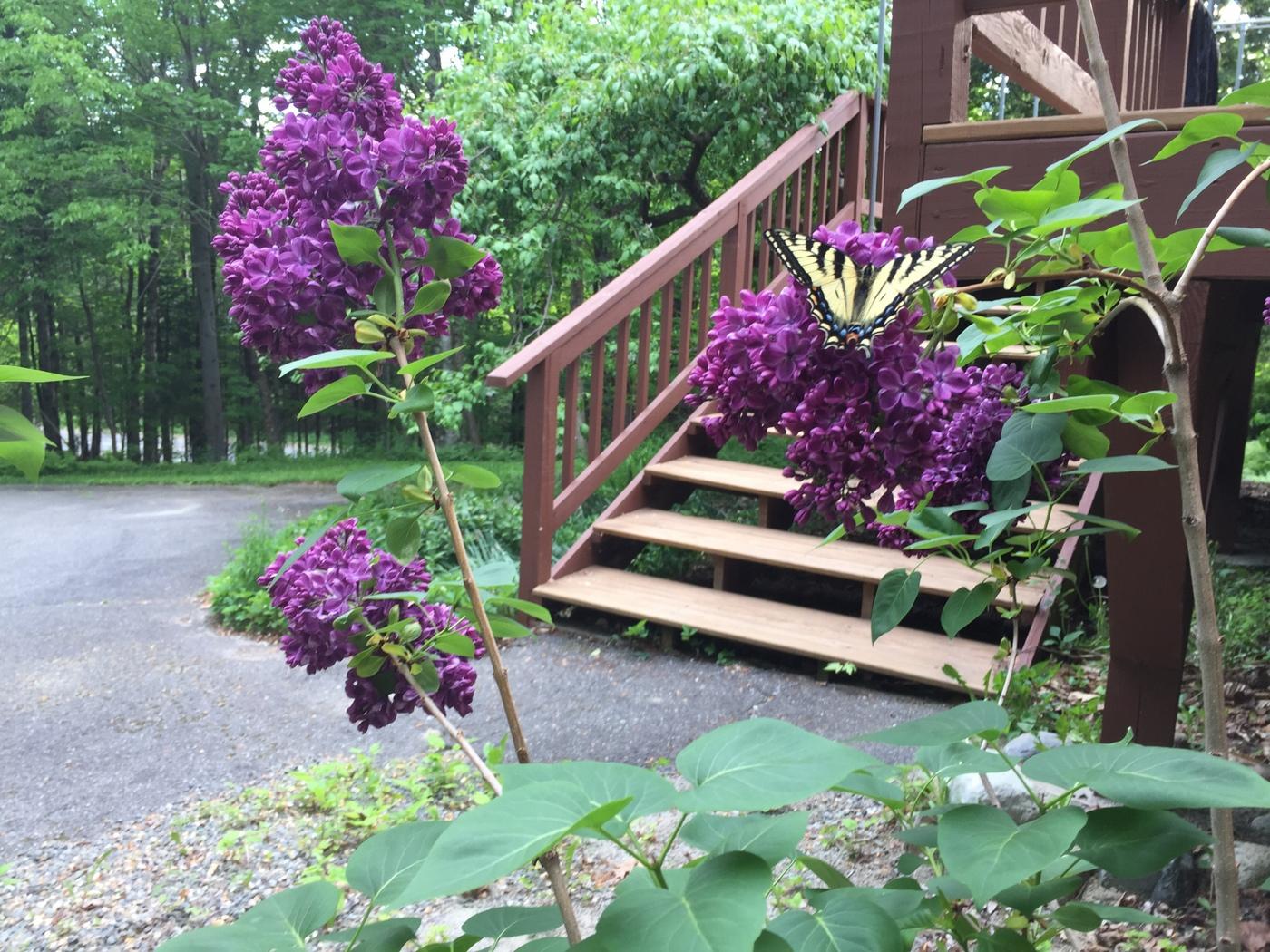 823 Grindstone Road Medway, ME 04460 - Photo 34 of 41 1A Lilac w swallowtail