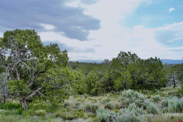 a view of a bunch of trees
