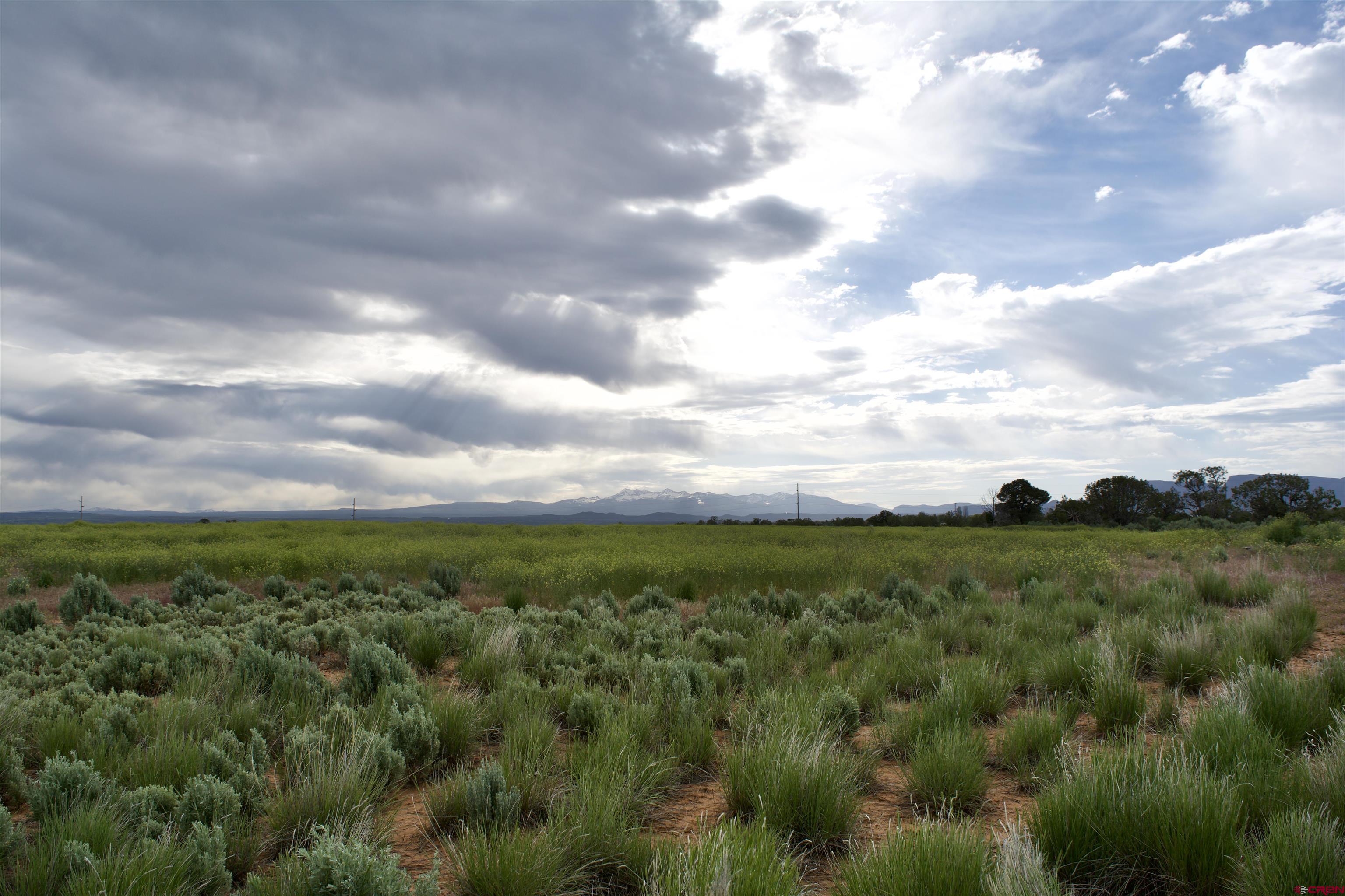 Lot 2 Road 24.3 Cortez, CO 81321 - Photo 6 of 16 a view of a big yard with lots of trees