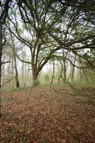 $300,000 | 0 Deliverance Drive, Eutawville, SC 29048