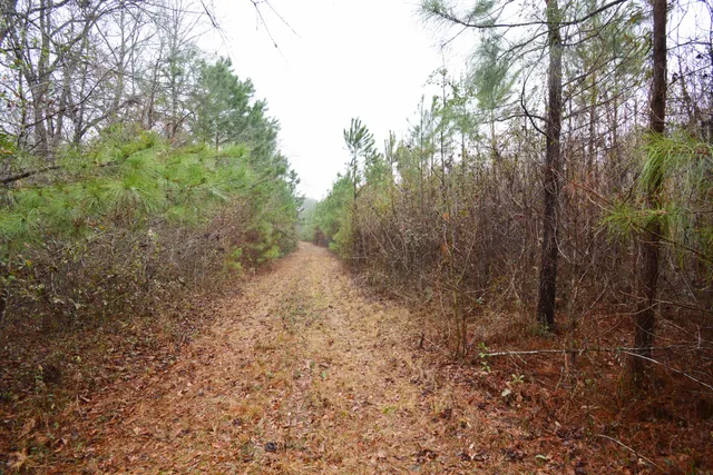 $300,000 | 0 Deliverance Drive, Eutawville, SC 29048