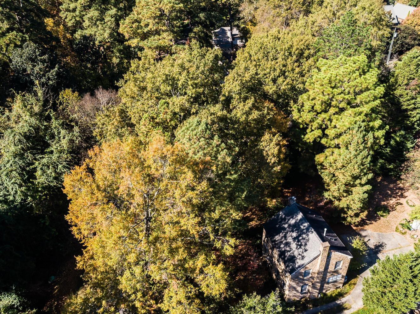 808 Williamson Drive Raleigh, NC 27608 - Photo 12 of 32 a view of a tree
