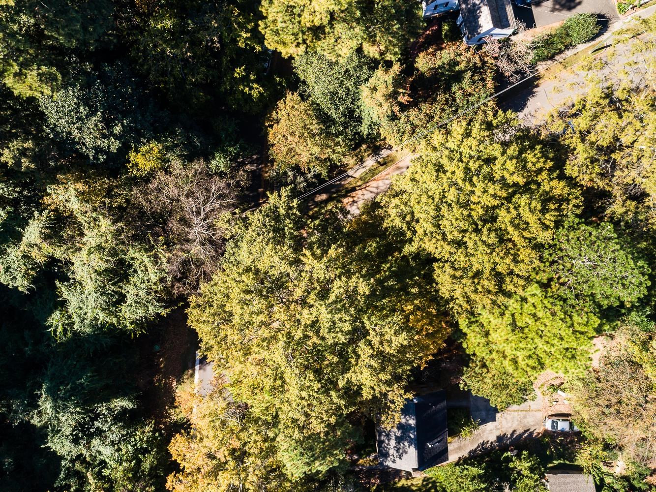808 Williamson Drive Raleigh, NC 27608 - Photo 13 of 32 a view of a tree in a garden