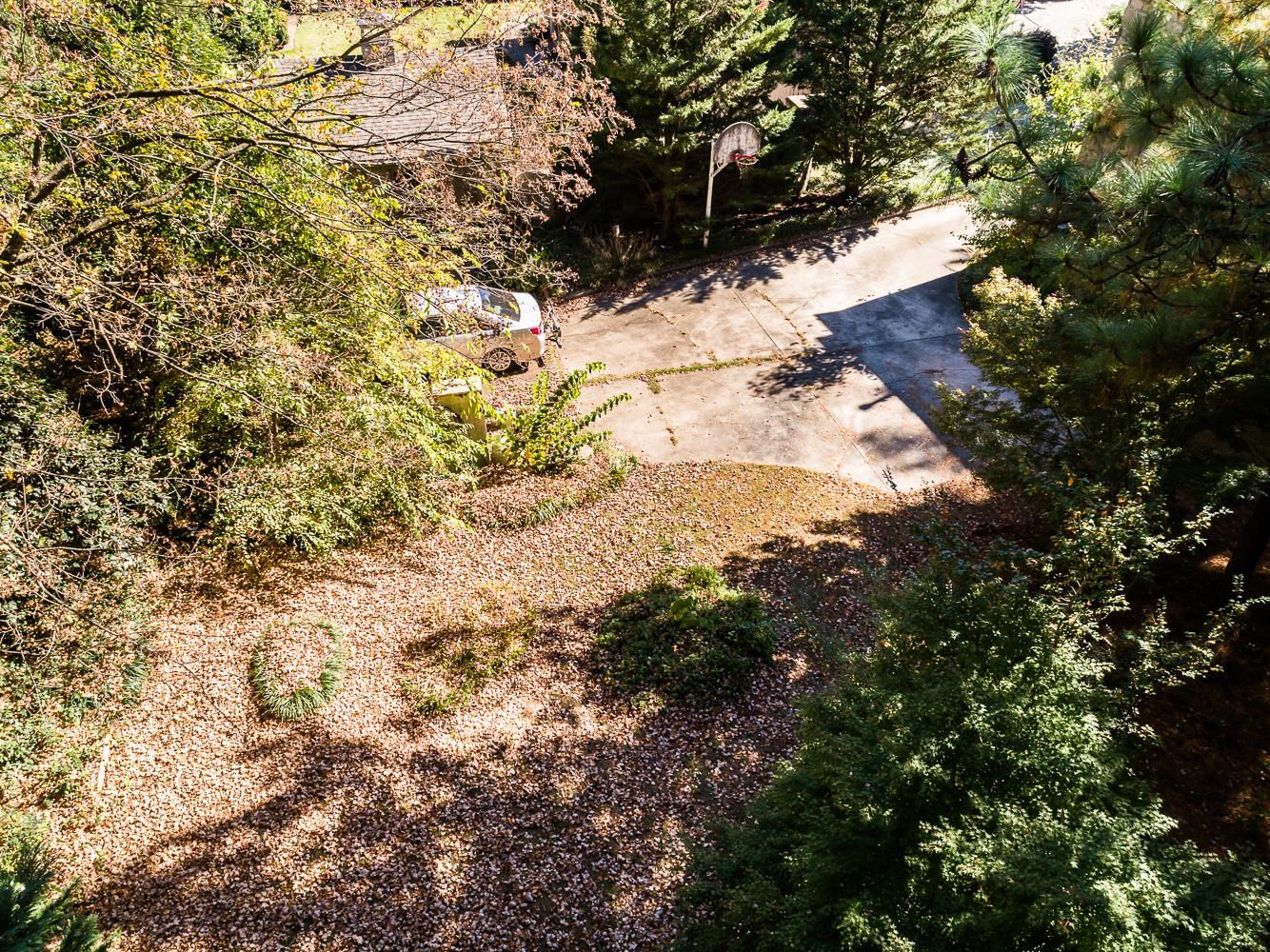 808 Williamson Drive Raleigh, NC 27608 - Photo 16 of 32 a view of a forest