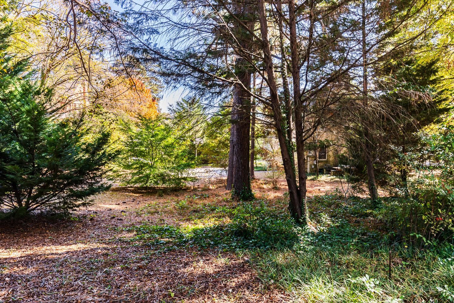 808 Williamson Drive Raleigh, NC 27608 - Photo 19 of 32 a view of a trees with a tree