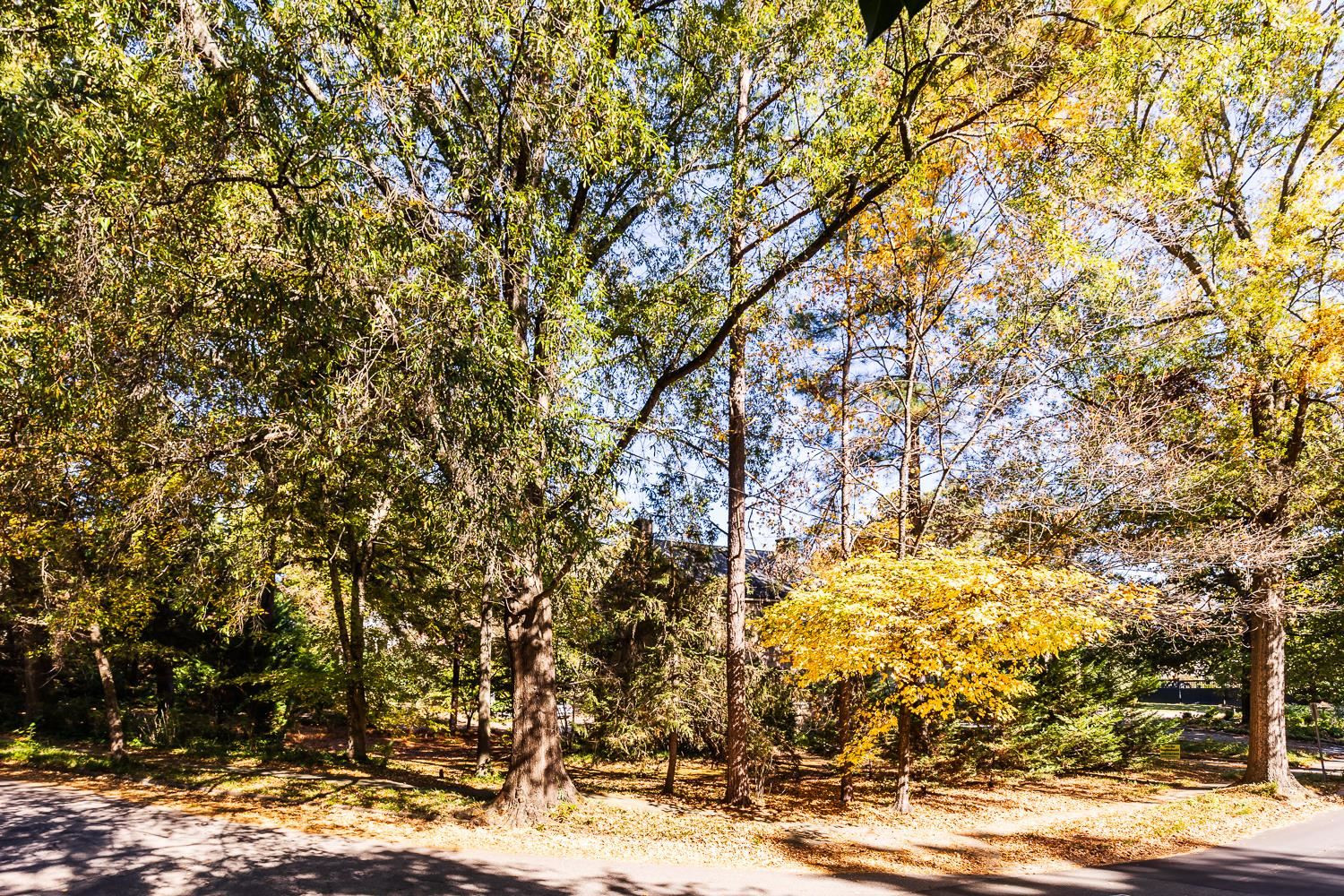 808 Williamson Drive Raleigh, NC 27608 - Photo 21 of 32 a view of a yard