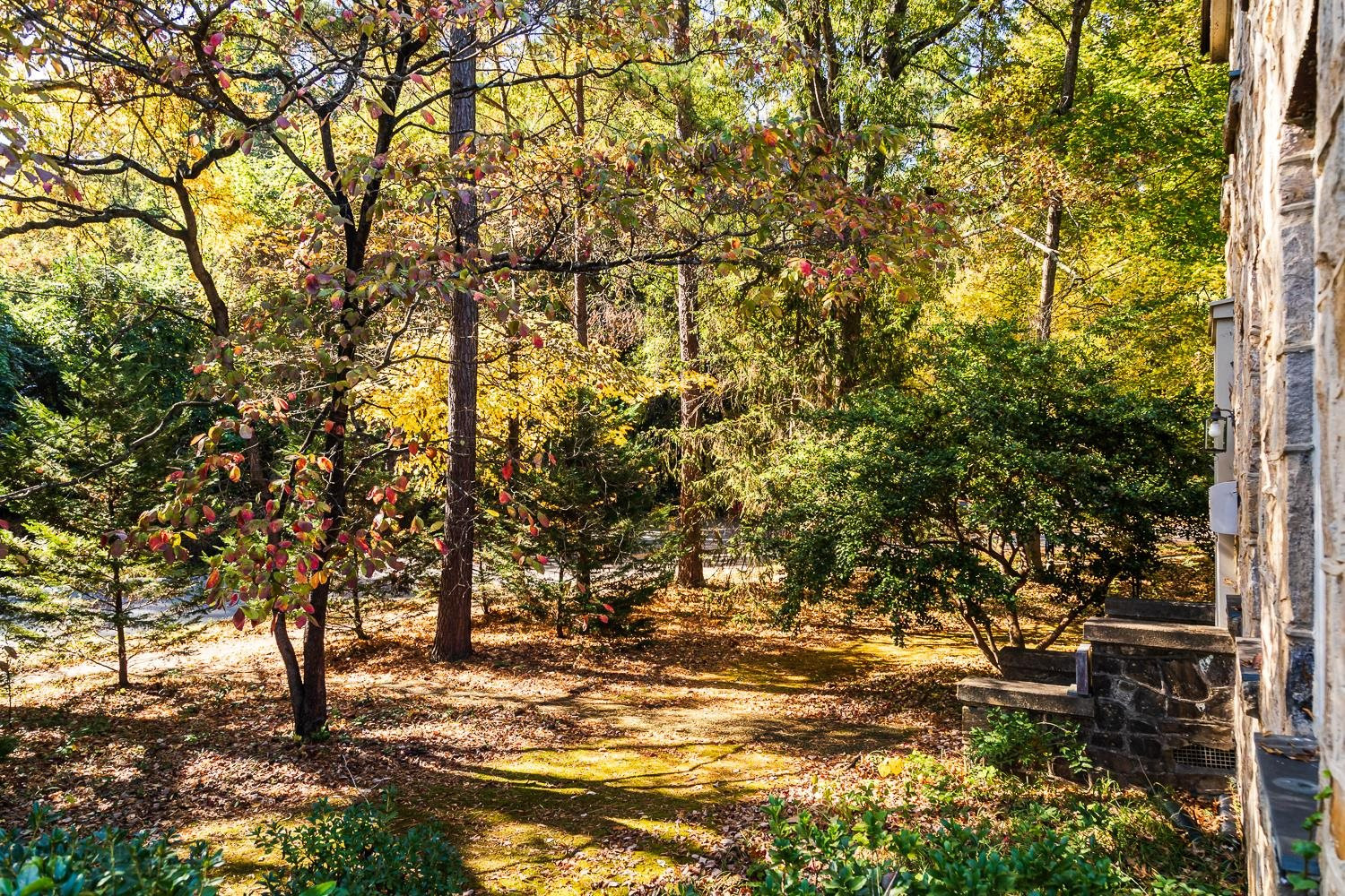 808 Williamson Drive Raleigh, NC 27608 - Photo 22 of 32 a view of a yard with a tree