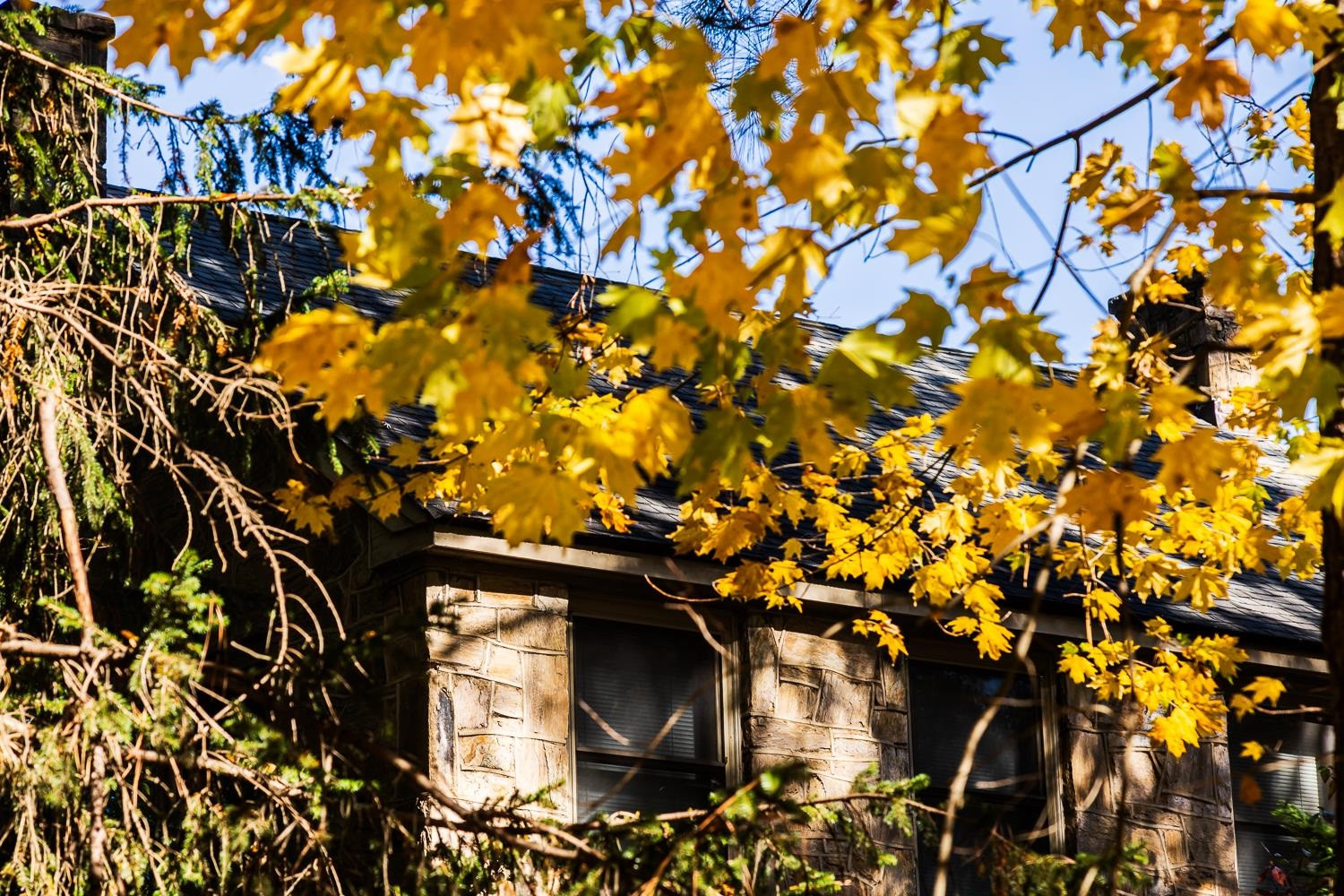 808 Williamson Drive Raleigh, NC 27608 - Photo 6 of 32 a picture of tree