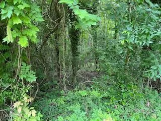 a view of a lush green forest with lots of trees