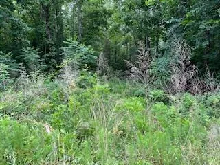 a view of a lush green forest