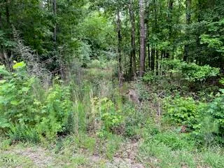 a view of a lush green forest