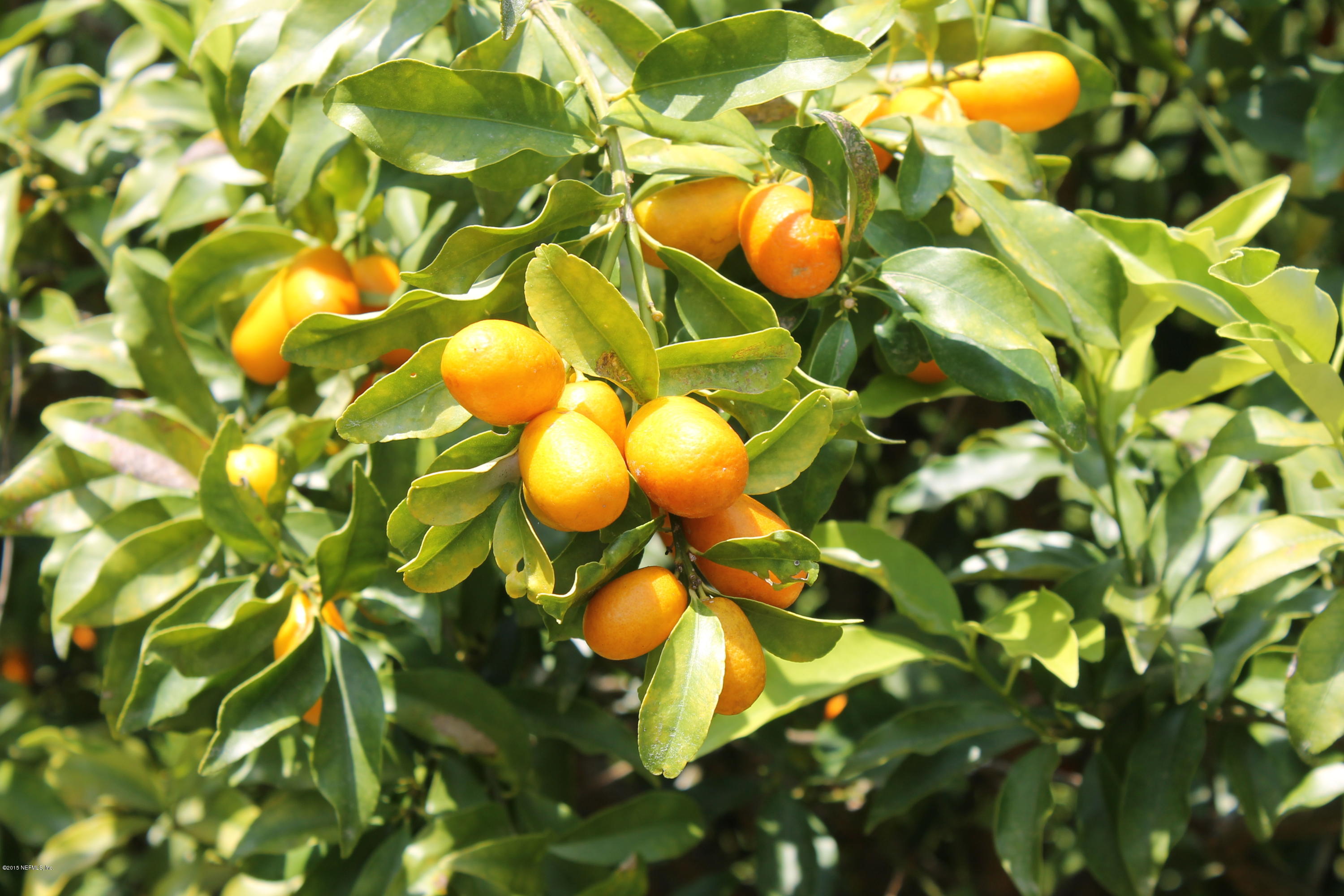 12540 Pulaski Road Jacksonville, FL 32218 - Photo 20 of 20 Fruit Trees!