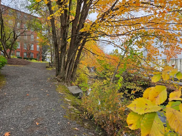 a view of a yard with plants and trees