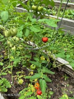 458 Slaven Lane Oneida, TN 37841 - Photo 50 of 51 Garden