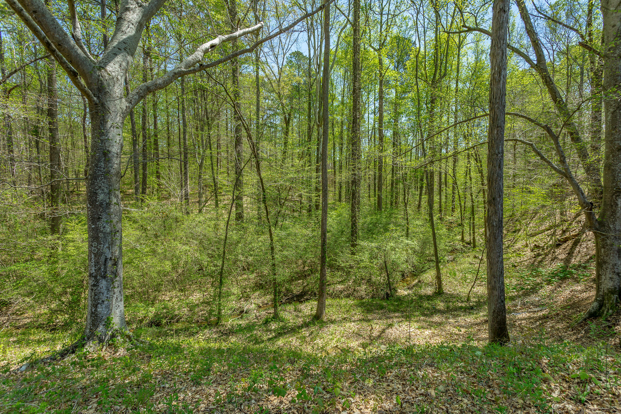 851 Hankins Road Rock Spring, GA 30739 - Photo 50 of 64 851 Hankins Road