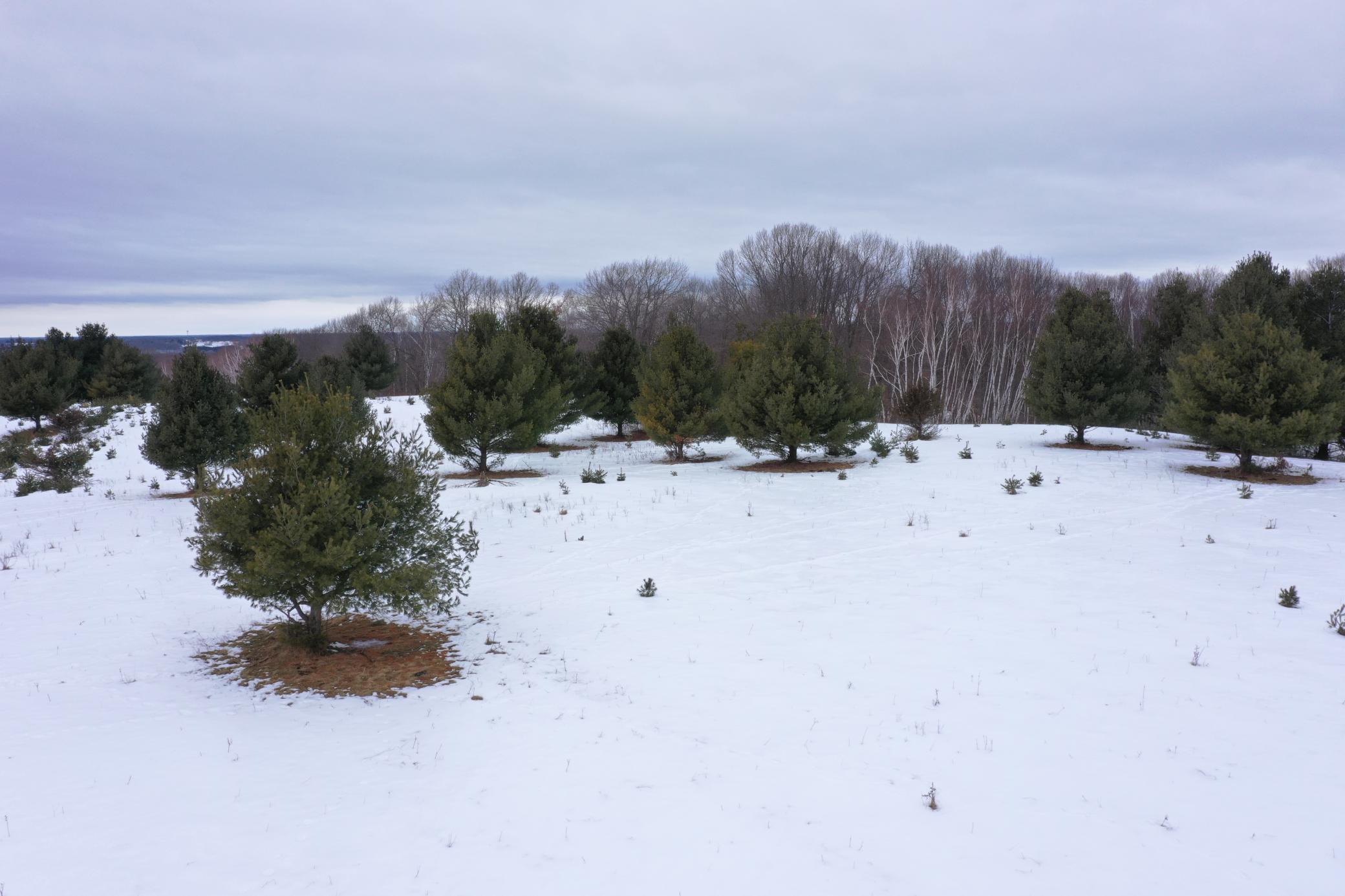Lot 2 Spirit Lake Access Road Frederic, WI 54837 - Photo 1 of 1
