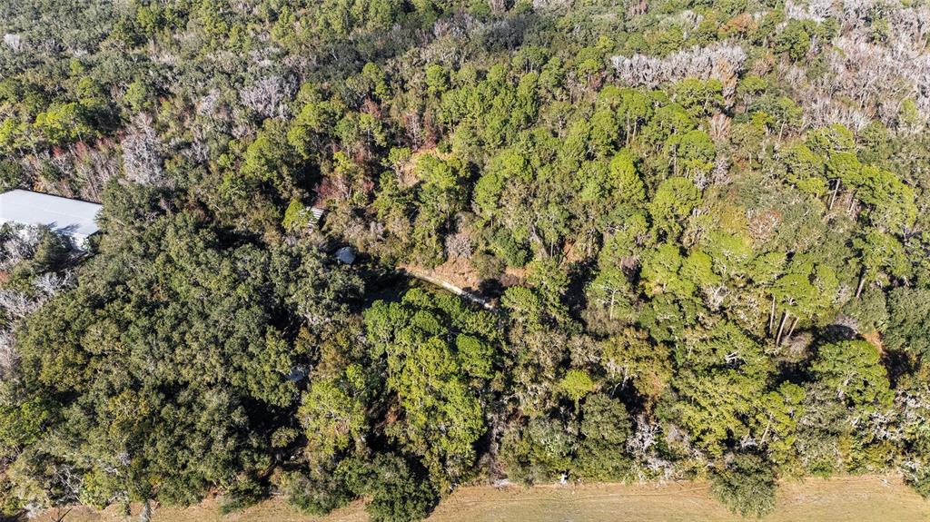 102 Southwest 109 Place Micanopy, FL 32667 - Photo 11 of 14 a view of a yard with plants
