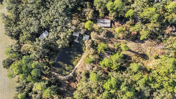 a close up of a tree