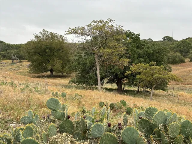 a view of a large tree with a wooden fence