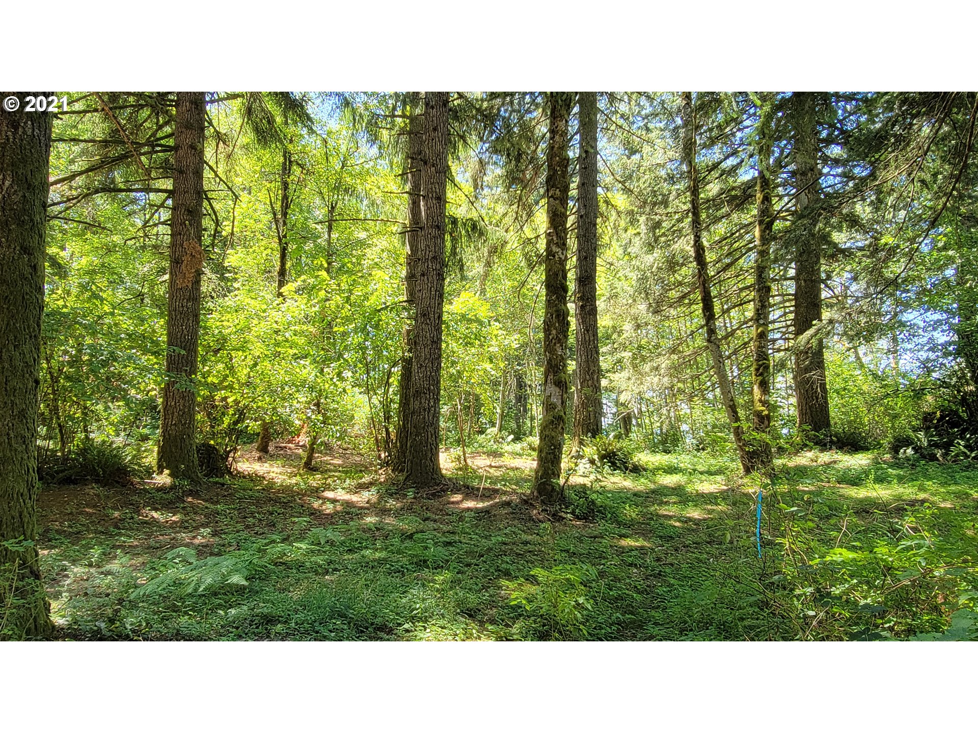 5 Northeast 65th Street Camas, WA 98607 - Photo 4 of 27 a picture of a yard